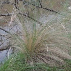 Poa labillardierei (Common Tussock Grass, River Tussock Grass) at Bullen Range - 21 Jan 2016 by MichaelBedingfield