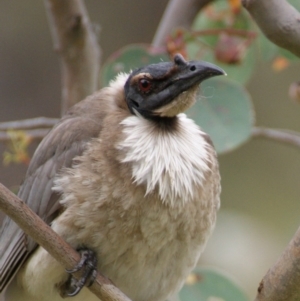 Philemon corniculatus at Garran, ACT - 23 Oct 2015 03:59 PM