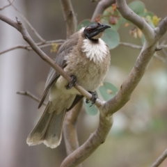 Philemon corniculatus at Garran, ACT - 23 Oct 2015 03:59 PM