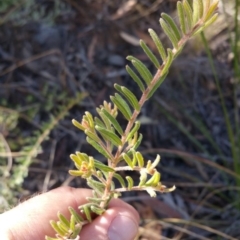 Grevillea alpina at Acton, ACT - 23 Apr 2016