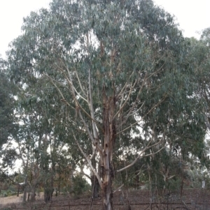 Eucalyptus globulus subsp. bicostata at Kenny, ACT - 22 Apr 2016 02:51 PM