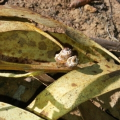 Eucalyptus globulus subsp. bicostata at Kenny, ACT - 22 Apr 2016