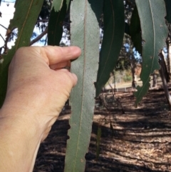 Eucalyptus globulus subsp. bicostata at Kenny, ACT - 22 Apr 2016 02:51 PM