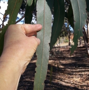 Eucalyptus globulus subsp. bicostata at Kenny, ACT - 22 Apr 2016 02:51 PM