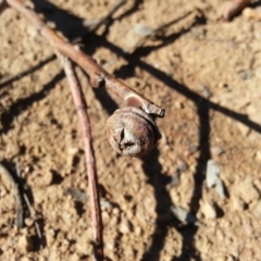 Eucalyptus globulus subsp. bicostata at Kenny, ACT - 22 Apr 2016