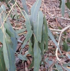 Eucalyptus globulus subsp. bicostata at Watson, ACT - 22 Apr 2016 02:47 PM