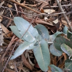 Eucalyptus globulus subsp. bicostata at Watson, ACT - 22 Apr 2016 02:47 PM