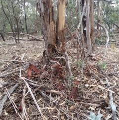 Eucalyptus globulus subsp. bicostata at Watson, ACT - 22 Apr 2016 02:47 PM