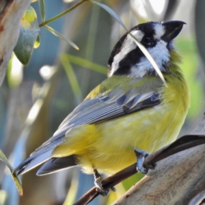 Falcunculus frontatus at Paddys River, ACT - 23 Apr 2016