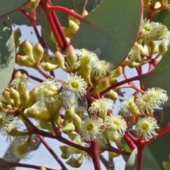 Eucalyptus polyanthemos (Red Box) at Molonglo Valley, ACT - 21 Apr 2016 by galah681