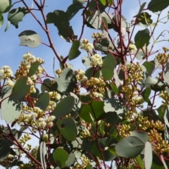 Eucalyptus polyanthemos at Molonglo Valley, ACT - 21 Apr 2016