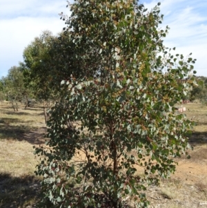 Eucalyptus polyanthemos at Molonglo Valley, ACT - 21 Apr 2016