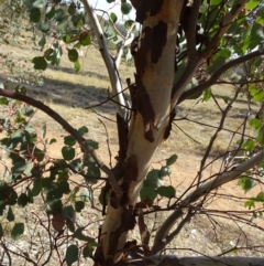 Eucalyptus polyanthemos at Molonglo Valley, ACT - 21 Apr 2016