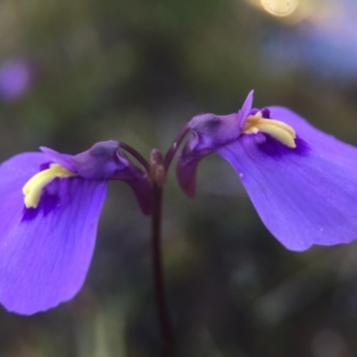 Utricularia dichotoma (Fairy Aprons, Purple Bladderwort) at Paddys River, ACT - 24 Apr 2016 by JasonC