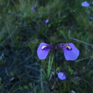 Utricularia dichotoma at Paddys River, ACT - 24 Apr 2016 04:56 PM