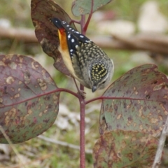 Pardalotus punctatus (Spotted Pardalote) at Garran, ACT - 21 Aug 2015 by roymcd