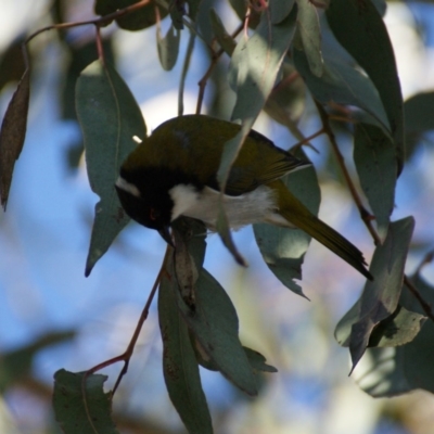 Melithreptus lunatus (White-naped Honeyeater) at Garran, ACT - 29 Aug 2015 by roymcd