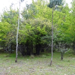 Ulmus procera at Paddys River, ACT - 17 Apr 2016