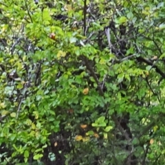 Ulmus procera at Paddys River, ACT - 17 Apr 2016