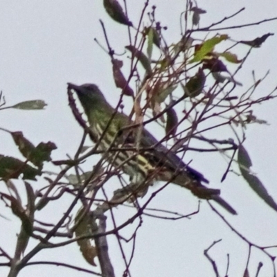 Oriolus sagittatus (Olive-backed Oriole) at Symonston, ACT - 2 Apr 2016 by galah681