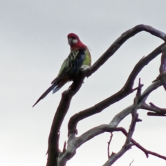 Platycercus eximius (Eastern Rosella) at Symonston, ACT - 1 Apr 2016 by galah681