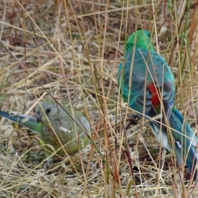 Psephotus haematonotus (Red-rumped Parrot) at National Arboretum Woodland - 21 Apr 2016 by galah681