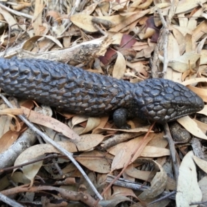 Tiliqua rugosa at Watson, ACT - 24 Apr 2016 02:48 PM