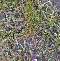 Utricularia dichotoma (Fairy Aprons, Purple Bladderwort) at Paddys River, ACT - 15 Apr 2016 by galah681