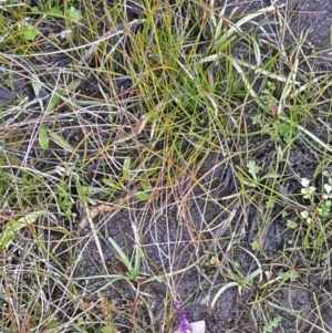 Utricularia dichotoma at Paddys River, ACT - 15 Apr 2016