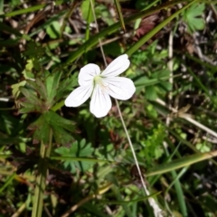 Geranium neglectum (Red-stemmed Cranesbill) at Paddys River, ACT - 15 Apr 2016 by galah681