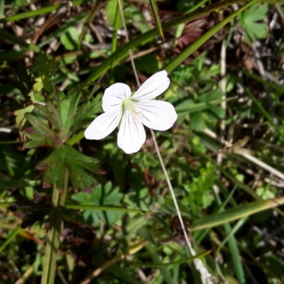 Geranium neglectum (Red-stemmed Cranesbill) at Paddys River, ACT - 15 Apr 2016 by galah681