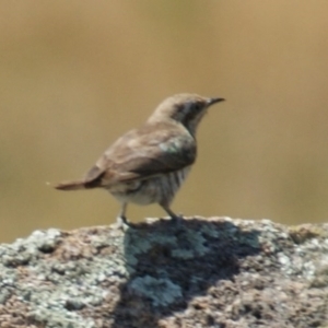 Chrysococcyx basalis at Hume, ACT - 12 Dec 2015