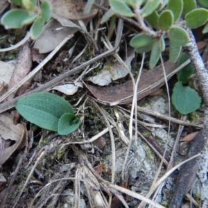 Pterostylis nutans at Aranda, ACT - 25 Apr 2016