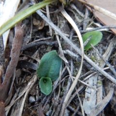 Pterostylis nutans at Aranda, ACT - 25 Apr 2016