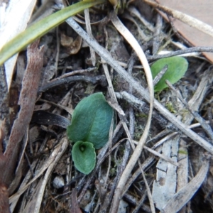 Pterostylis nutans at Aranda, ACT - 25 Apr 2016