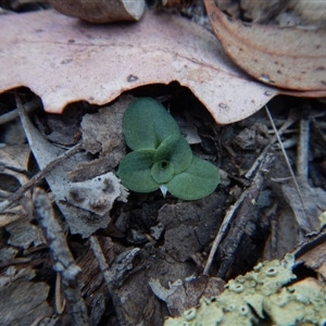 Diplodium sp. at Point 4081 - suppressed