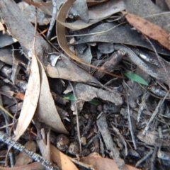 Glossodia major (Wax Lip Orchid) at Cook, ACT - 23 Apr 2016 by CathB