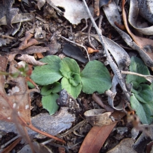 Diplodium sp. at Cook, ACT - 21 Apr 2016