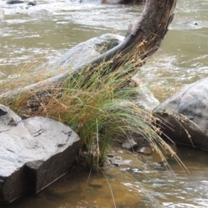 Juncus sp. at Bullen Range - 21 Jan 2016