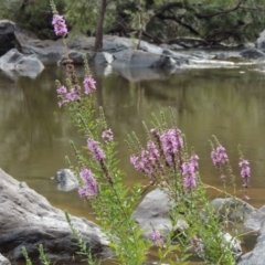 Lythrum salicaria (Purple Loosestrife) at Bullen Range - 21 Jan 2016 by michaelb