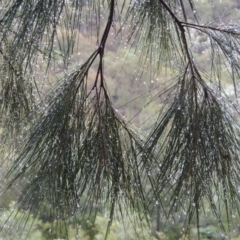 Casuarina cunninghamiana subsp. cunninghamiana at Bullen Range - 21 Jan 2016