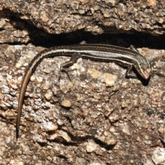 Pseudemoia spenceri (Spencer's Skink) at Cotter River, ACT - 25 Apr 2016 by JohnBundock