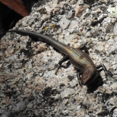 Pseudemoia entrecasteauxii (Woodland Tussock-skink) at Paddys River, ACT - 25 Apr 2016 by JohnBundock