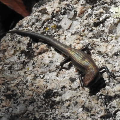 Pseudemoia entrecasteauxii (Woodland Tussock-skink) at Gibraltar Pines - 25 Apr 2016 by JohnBundock