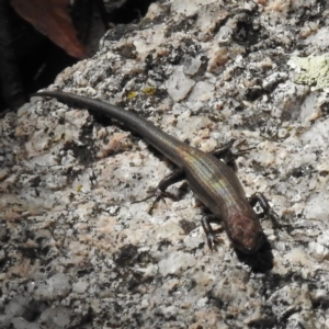 Pseudemoia entrecasteauxii at Paddys River, ACT - 26 Apr 2016