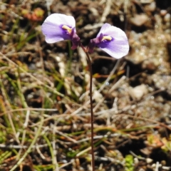 Utricularia dichotoma (Fairy Aprons, Purple Bladderwort) at Paddys River, ACT - 25 Apr 2016 by JohnBundock