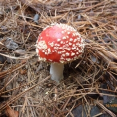 Amanita muscaria (Fly Agaric) at Bago State Forest - 16 Apr 2016 by wombey
