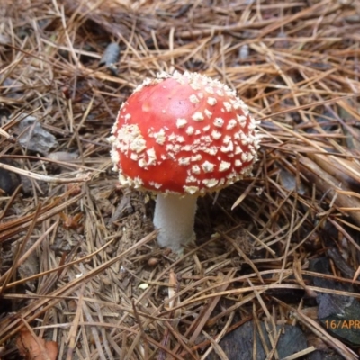 Amanita muscaria (Fly Agaric) at Bago State Forest - 16 Apr 2016 by wombey