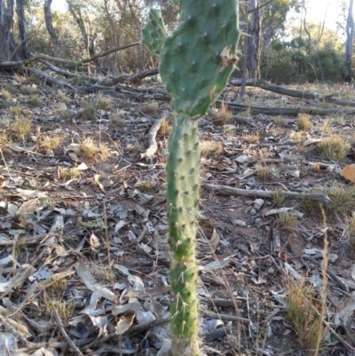 Opuntia stricta (Common Prickly Pear) at Mount Ainslie - 26 Apr 2016 by waltraud