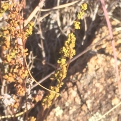 Cheilanthes sieberi subsp. sieberi (Narrow Rock Fern) at Stromlo, ACT - 26 Apr 2016 by jackfrench